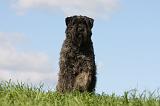 BOUVIER DES FLANDRES 331